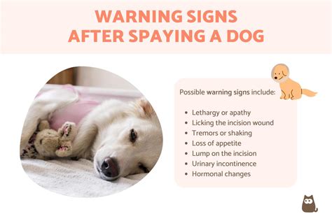 Warning Signs After Spaying a Dog